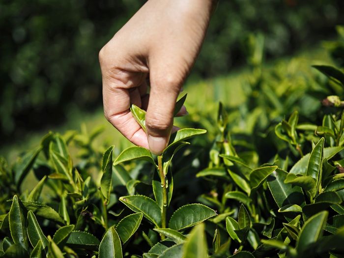 Cropped hand of person picking tea leaves