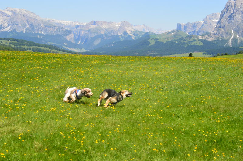 View of dogs on field against mountain range