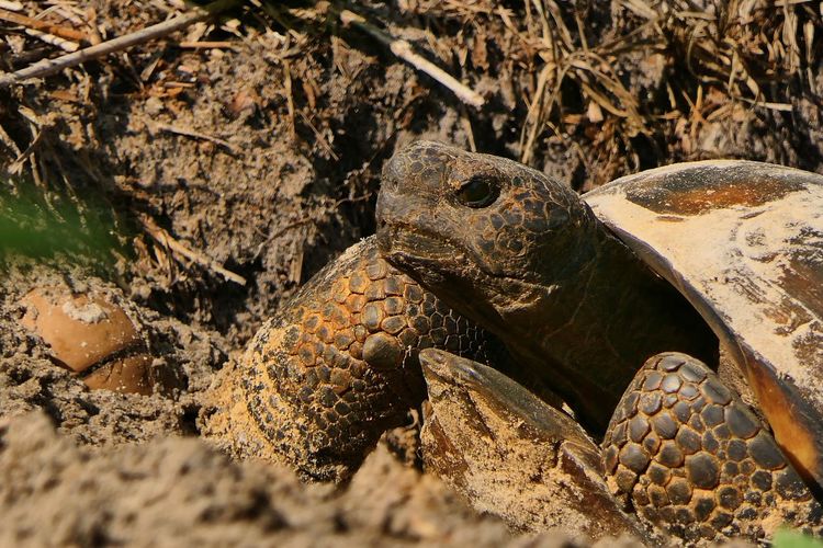 Close up of florida gopher tortoise