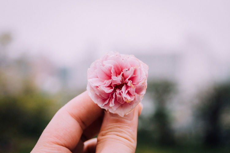 Cropped hand holding pink flower