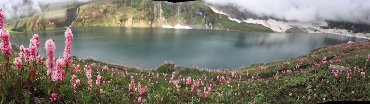 Scenic view of pink flowering plants by mountains