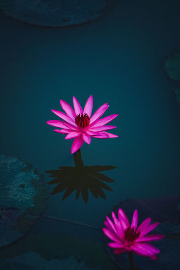 Close-up of pink lotus water lilies in lake
