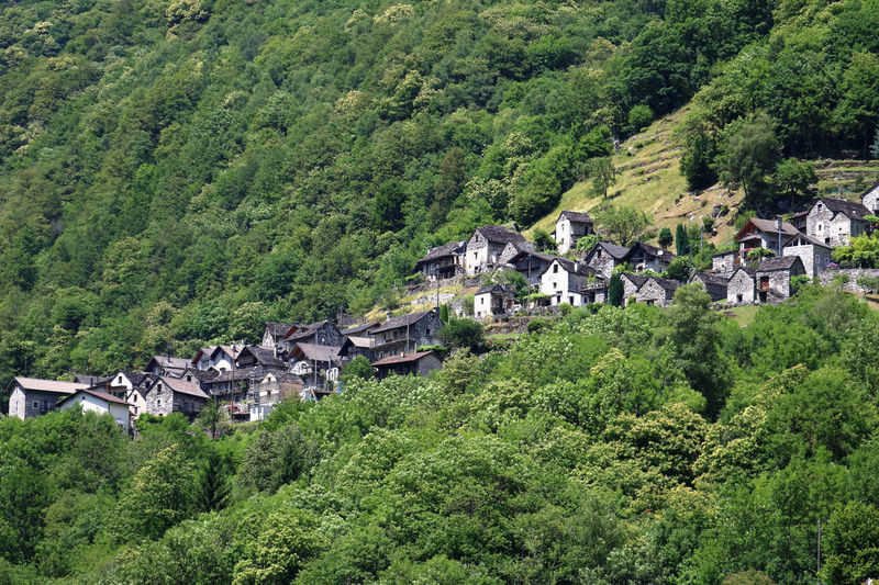 High angle view of houses amidst trees