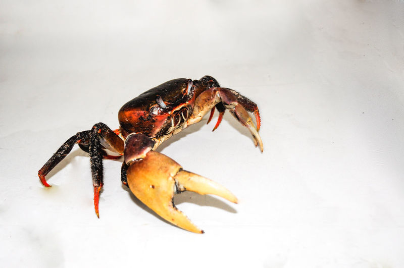 Brown land crab with white background