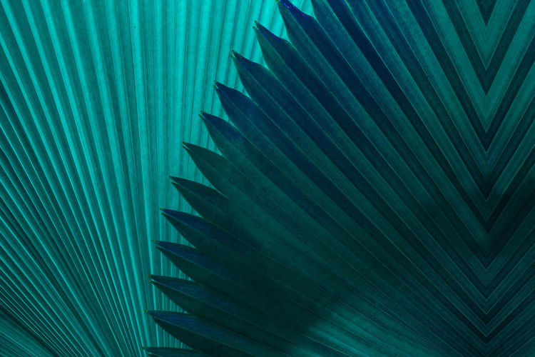 Full frame shot of palm leaf