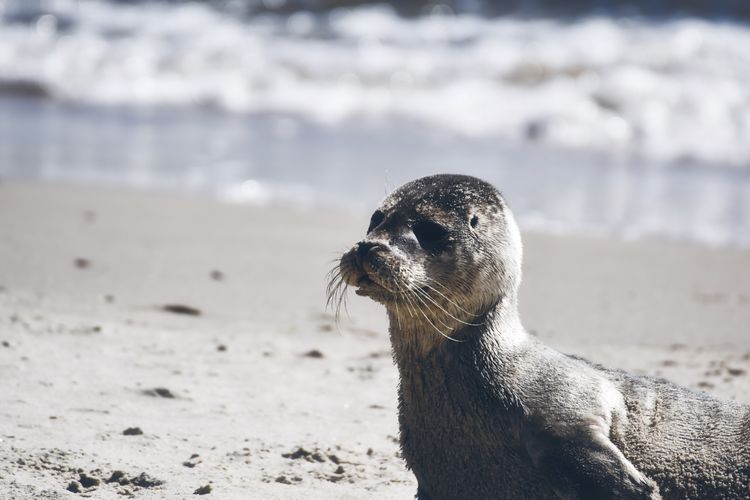 Close-up of a young seal