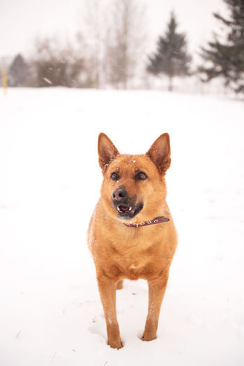Portrait of a large red dog in the snow