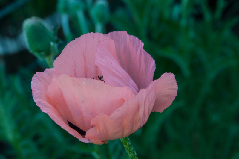Close-up of coral poppy blooming outdoors