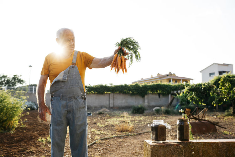 Senior man harvesting carrots