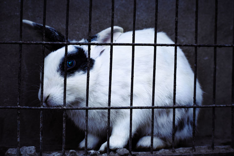 Close-up of rabbit