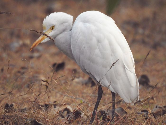 Close-up of white bird in winter