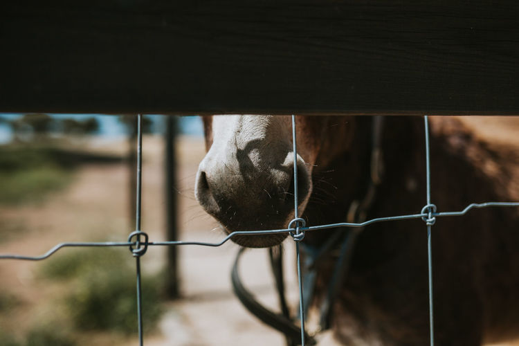 Close-up of horse snout seen through fence
