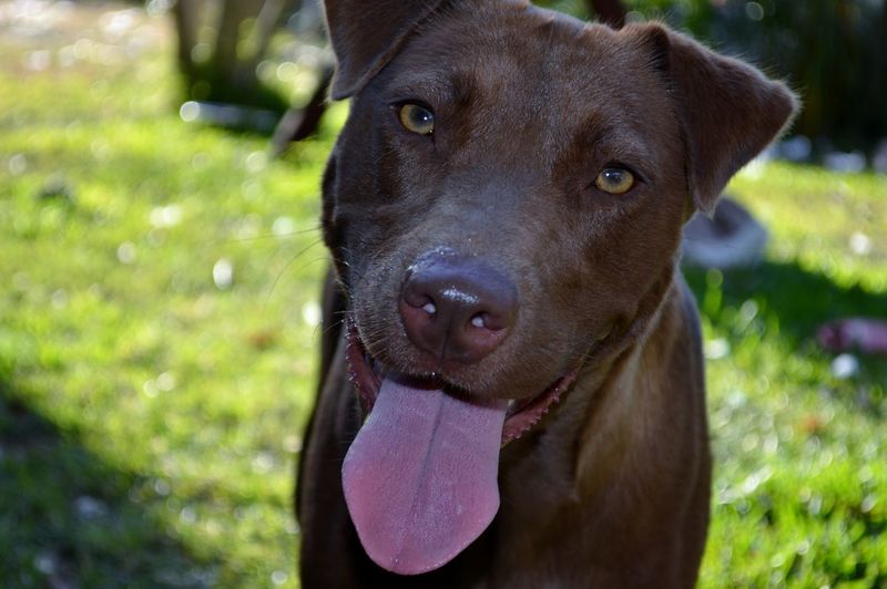 Close-up portrait of brown dog