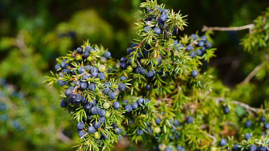 Close-up of juniper berries on plant
