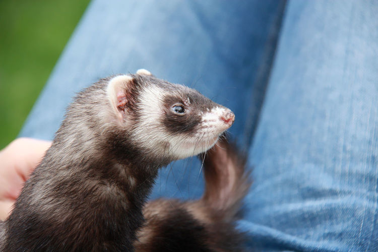 Close-up portrait of a domestic ferret resting on the knees of its owner. moscow, russia