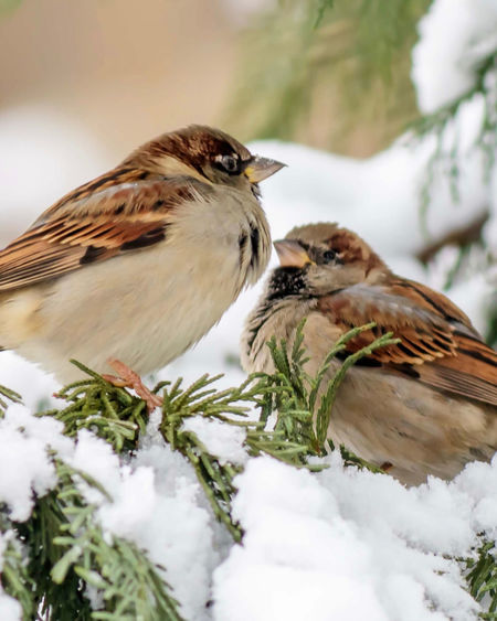 Birds and snow