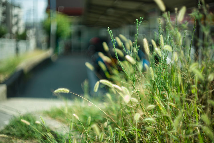 Plants growing on field