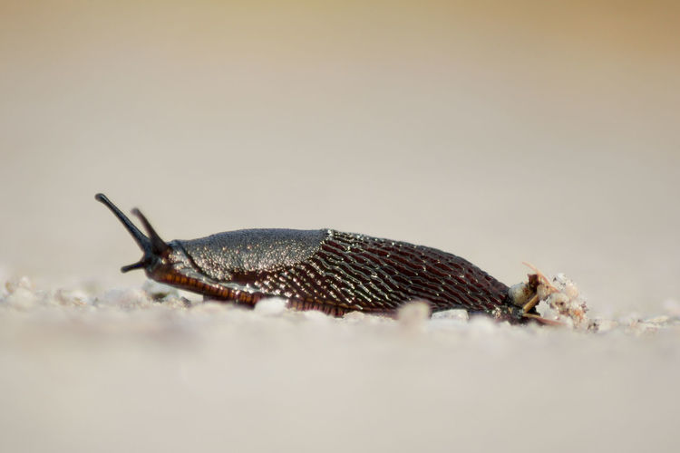 Close-up of slug on field