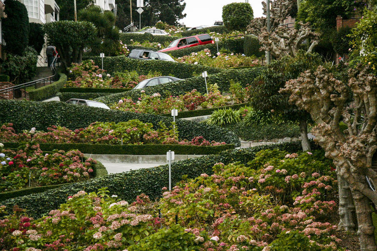 Low angle view of cars moving on road amidst plants