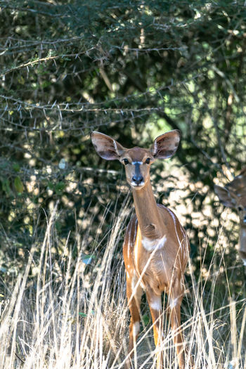 Portrait of deer standing on field