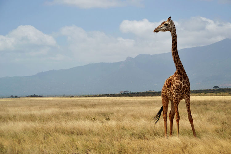 Giraffe in the dry grass, kenya, africa