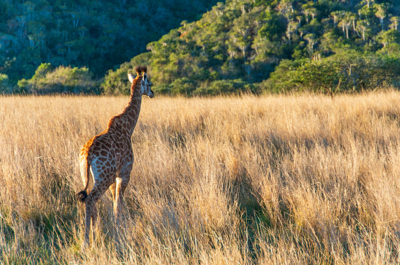 Giraffe walking away