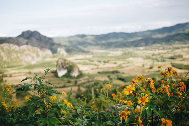 Yellow flowering plants on field against sky