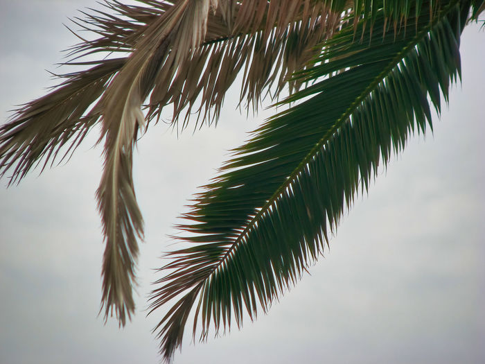 Close-up of palm tree leaves