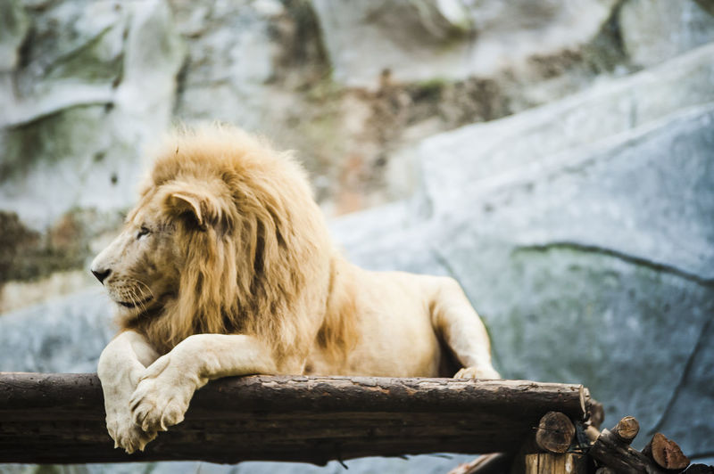 Lion relaxing at zoo