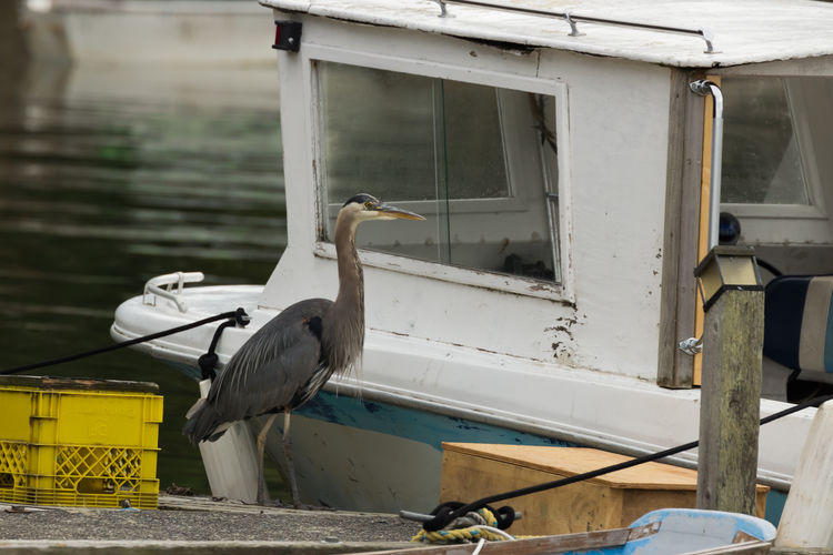 Bird perching on boat in lake