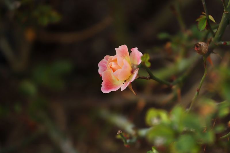 Close-up of rose growing in garden
