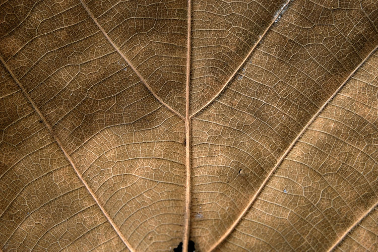 Full frame shot of dry leaf against black background