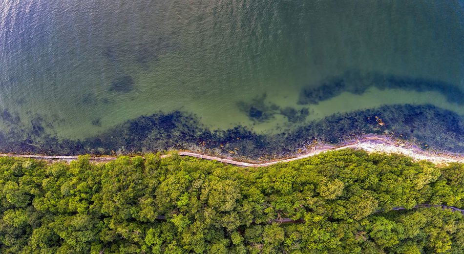 Aerial view of trees growing on beach