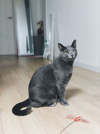 Portrait of black cat sitting on hardwood floor