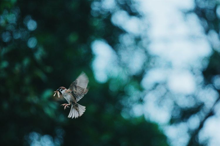 Close-up of bird perching on leaf