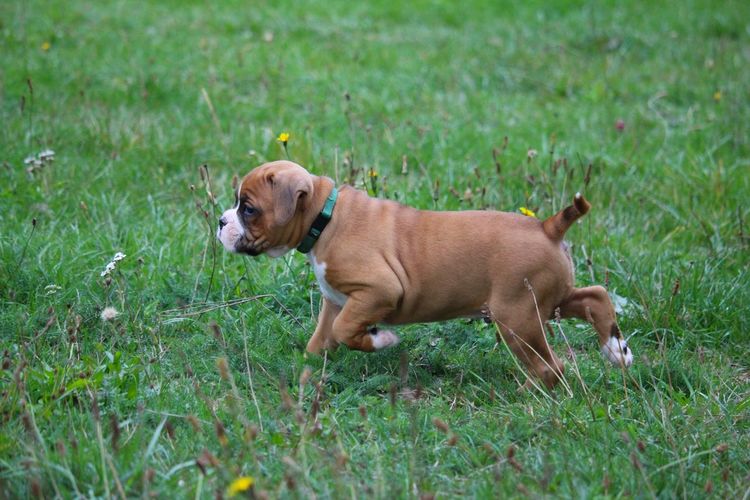 View of a dog on field