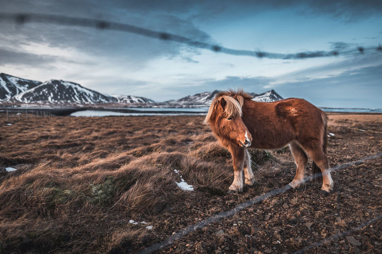 An icelandic horse on the snæfellsnes peninsula in iceland.
