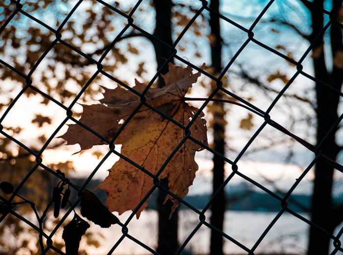 Close-up of heart shape on chainlink fence