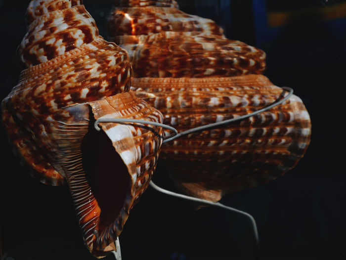 Large shell display close-up