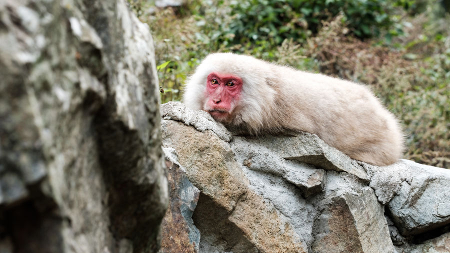 Monkey on rock