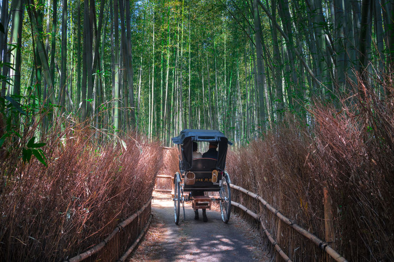 Cart on footpath amidst bamboo grove