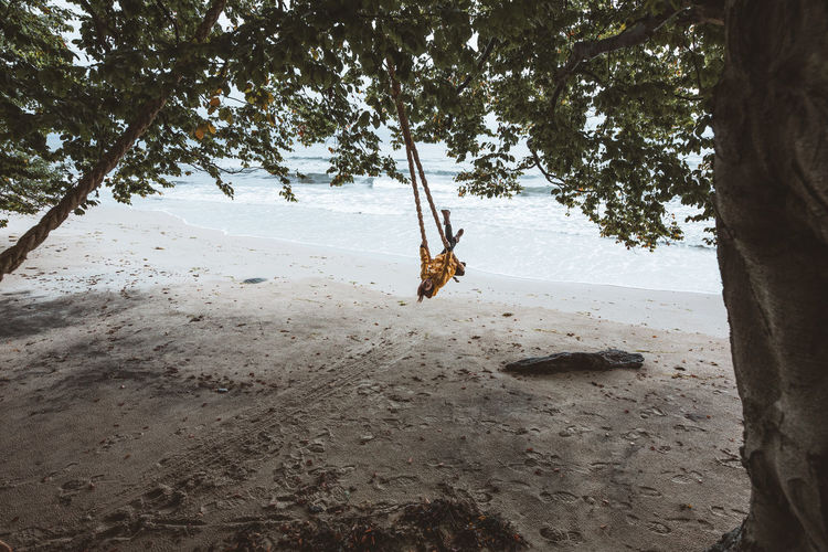 Swing on tree against ocean