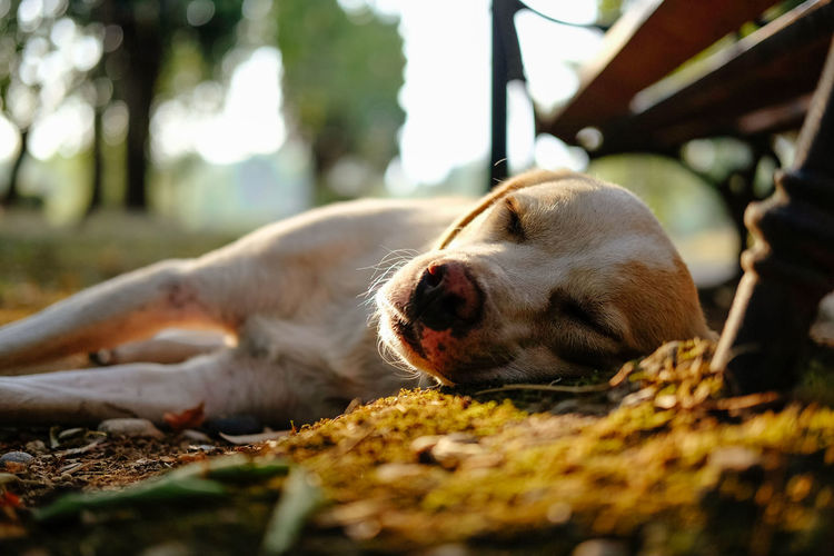 Close-up of dog relaxing outdoors