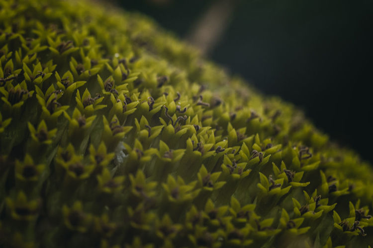 A macro shot core of common sunflower with texture for wallpaper or background.