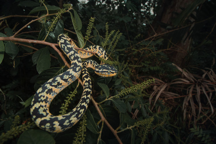Tree viper snake