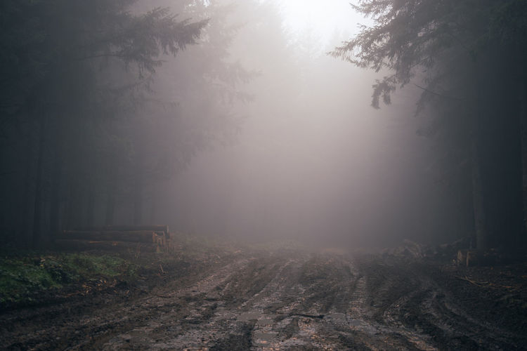 Undergrowth in the mist in autumn, a disturbing atmosphere
