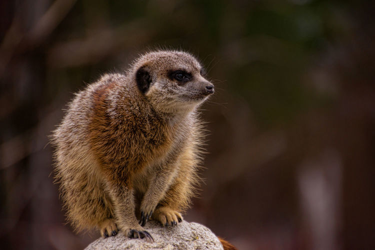 Meerkat on the watch in the munich zoo