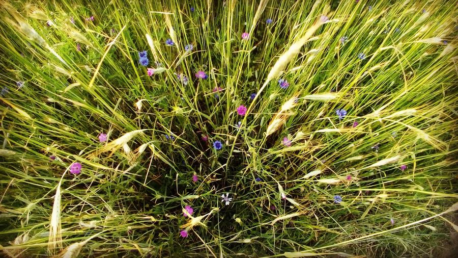 Close-up of flowers growing in field