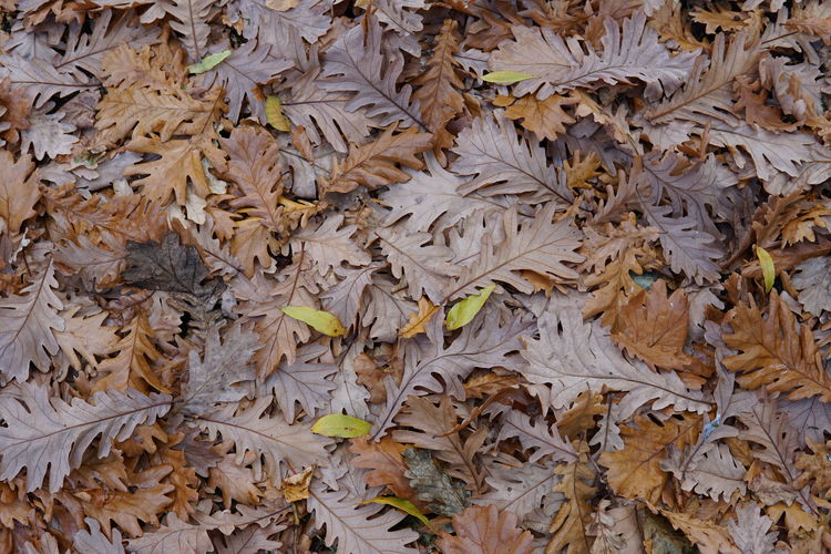 Full frame shot of dried autumn leaves on land