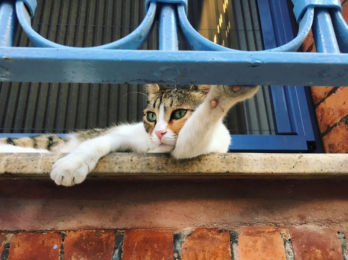 Cats of istanbul